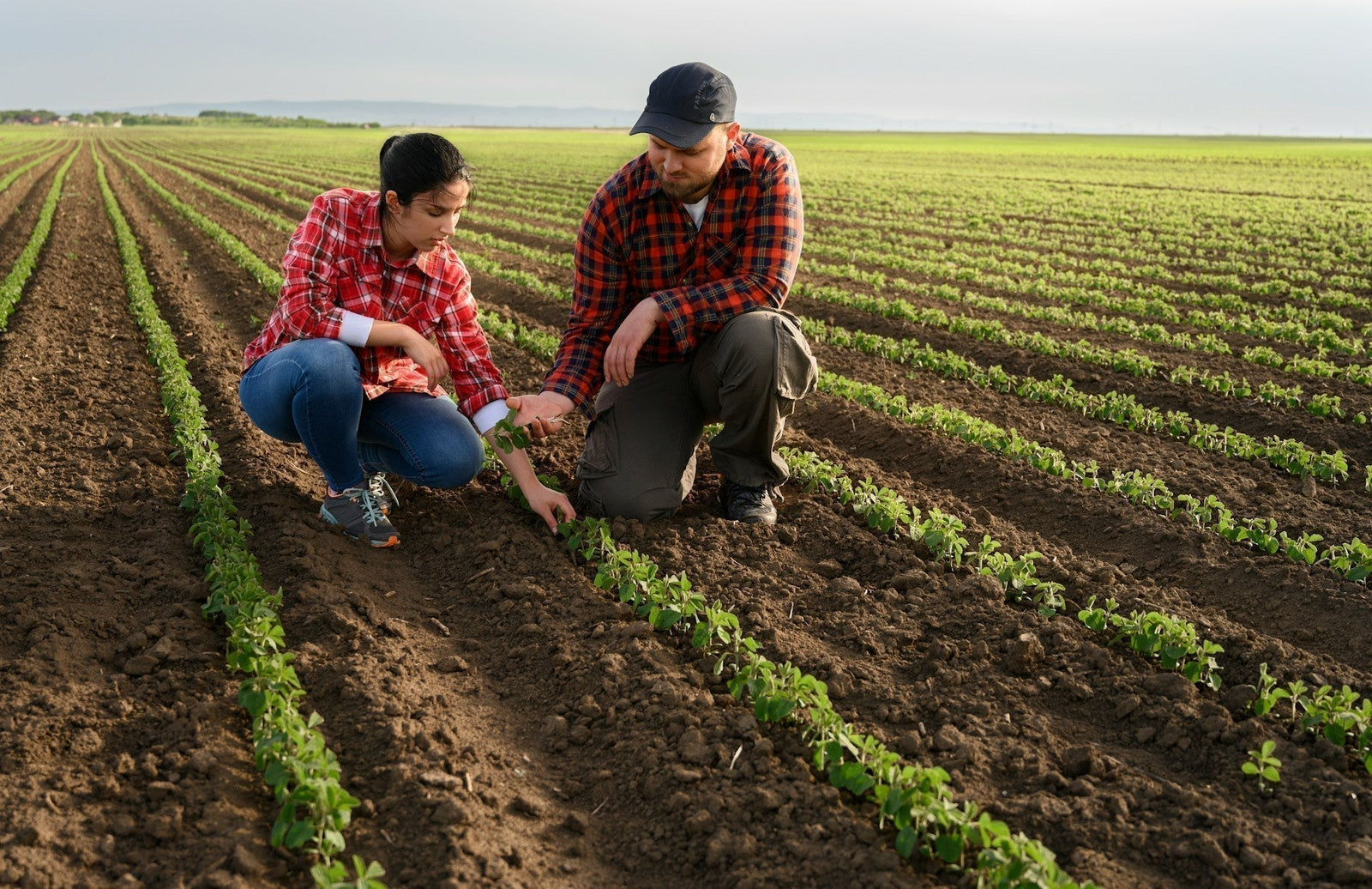 Agricultural Frost Protection Monitoring Solutions for Crop Loss Prevention and Farm Optimization