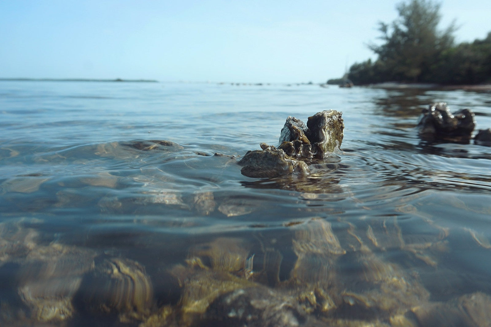 Water Quality Monitoring Solutions for Oyster Habitat Restoration Success in Puget Sound